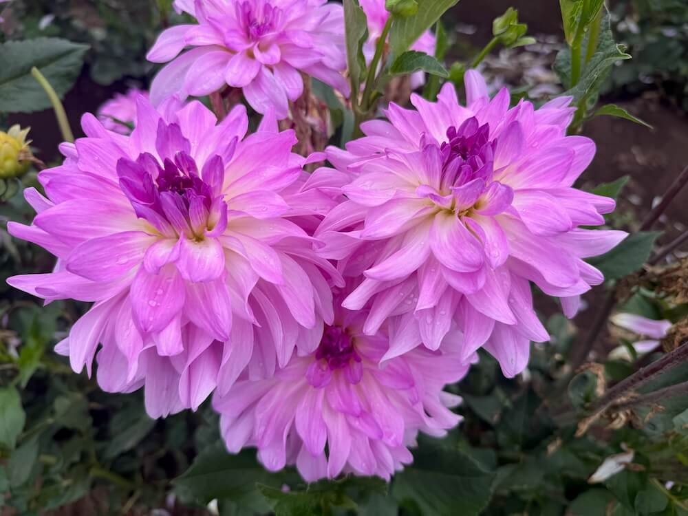 Dahlia 'Cloudburst'