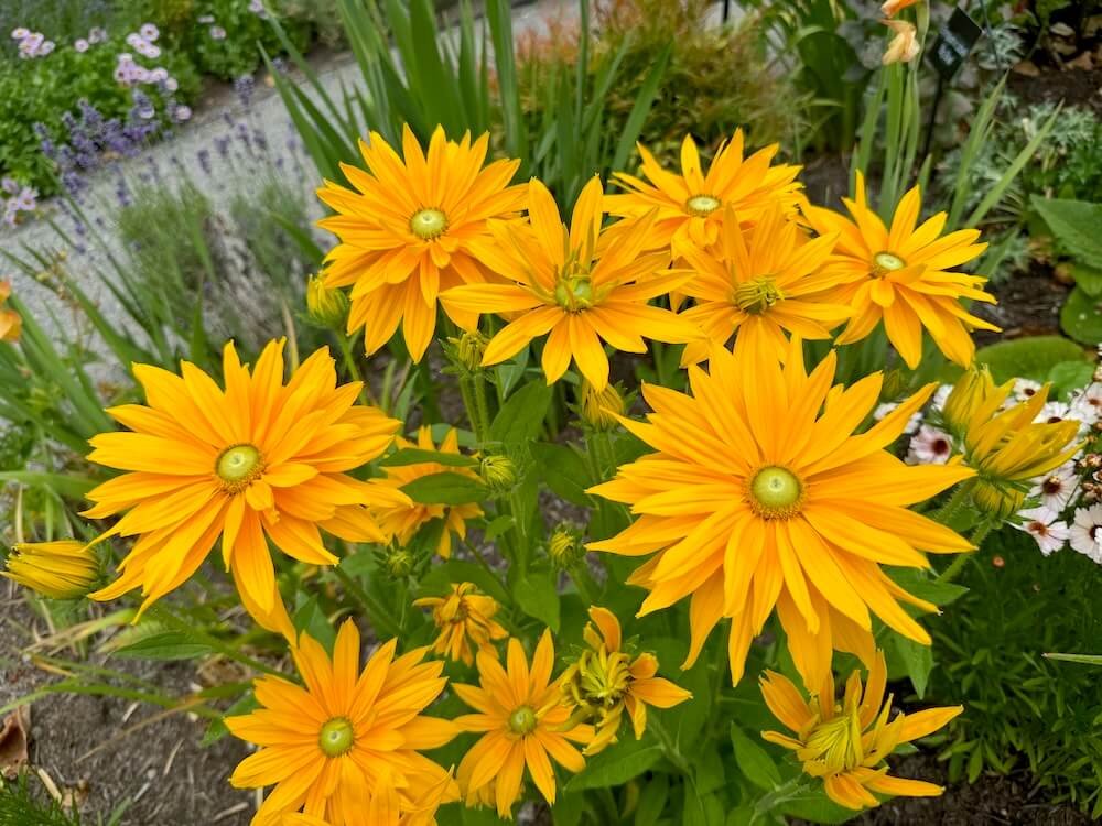 Rudbeckia hirta 'Laura'