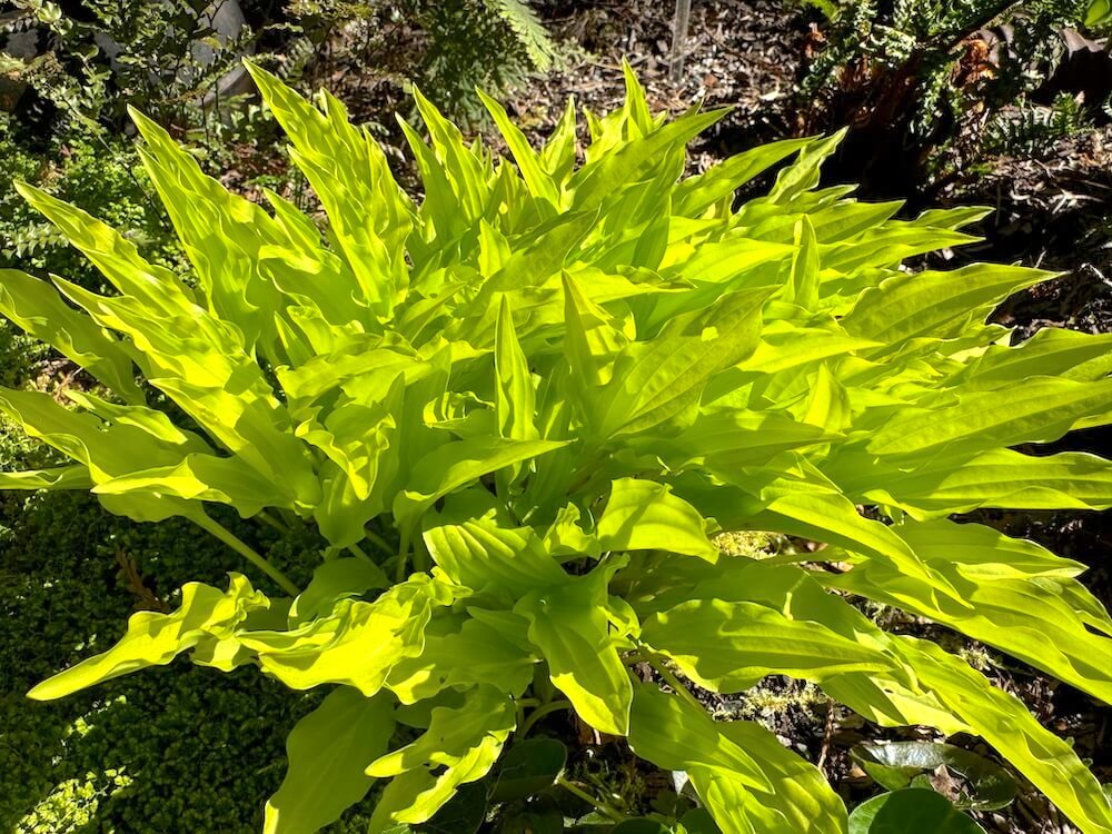 Hosta 'Dragon Tails'