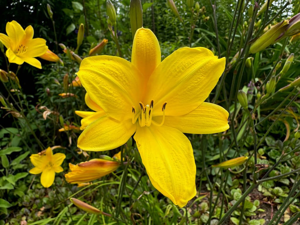 Hemerocallis 'Corky'