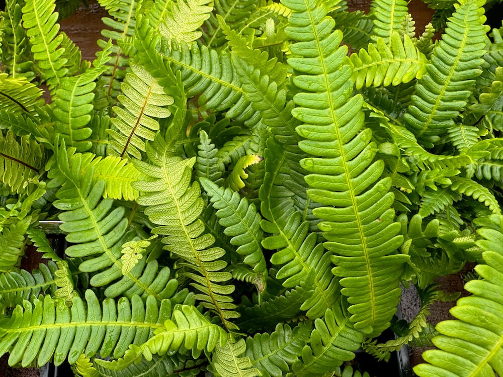 Blechnum spicant