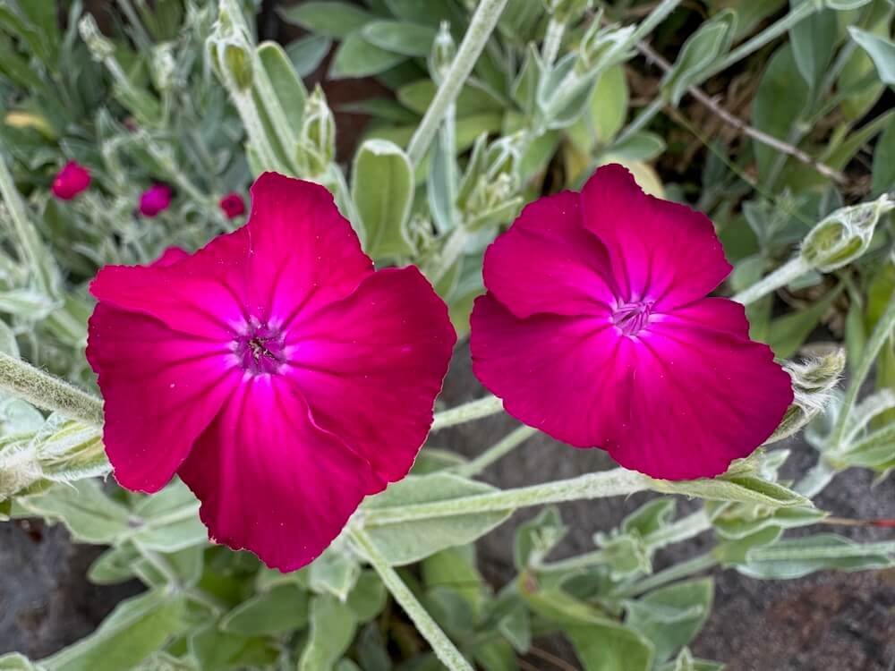 Lychnis coronaria