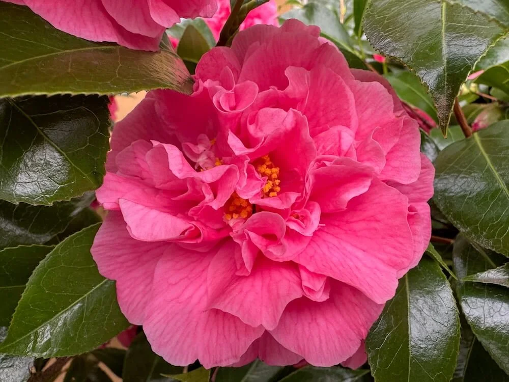 Camellia japonica 'Lucy Hester'