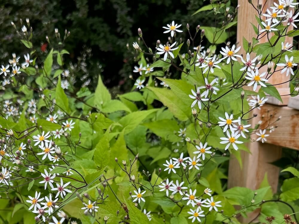 Eurybia divaricata 'Eastern Star'