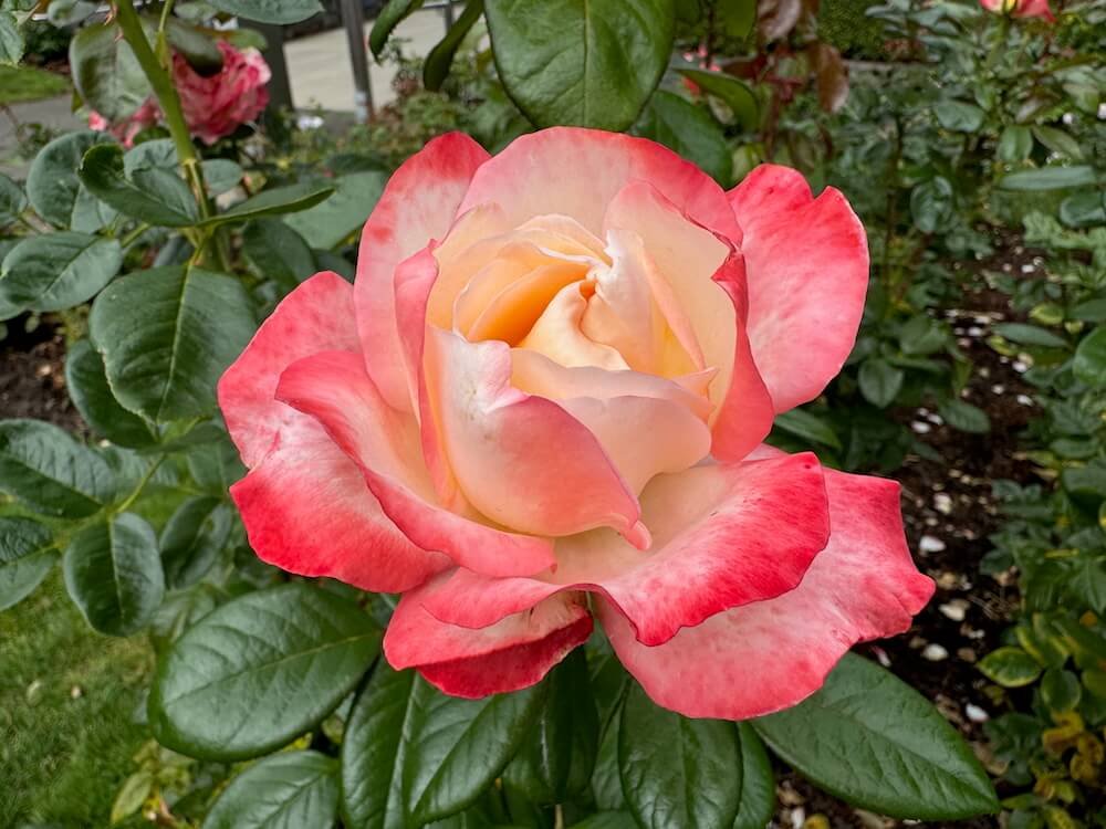 Rosa 'Mercury Rising'