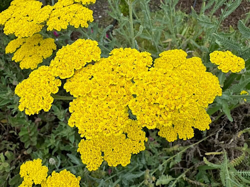 Achillea filipendulina 'Coronation Gold'