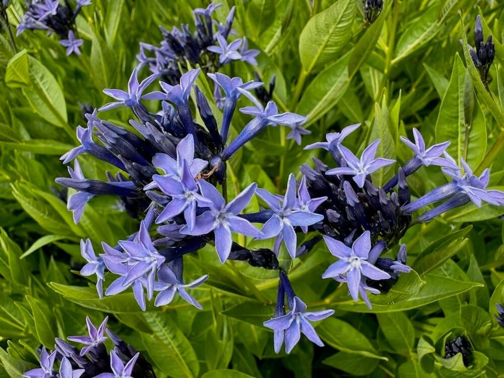 BLUESTAR (Amsonia)