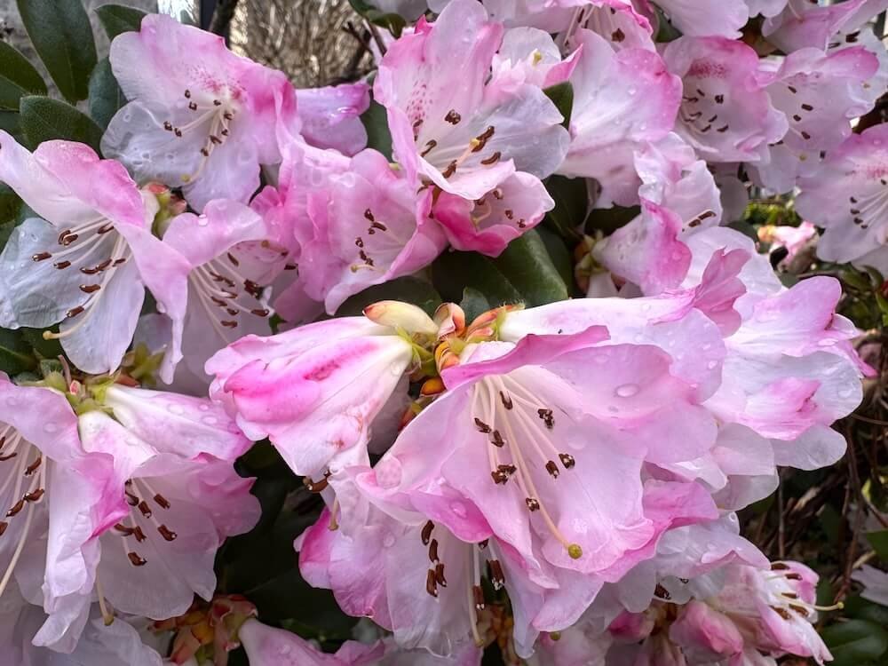 Rhododendron cilpinense