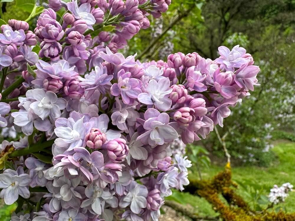 Syringa vulgaris 'Katherine Havemeyer'