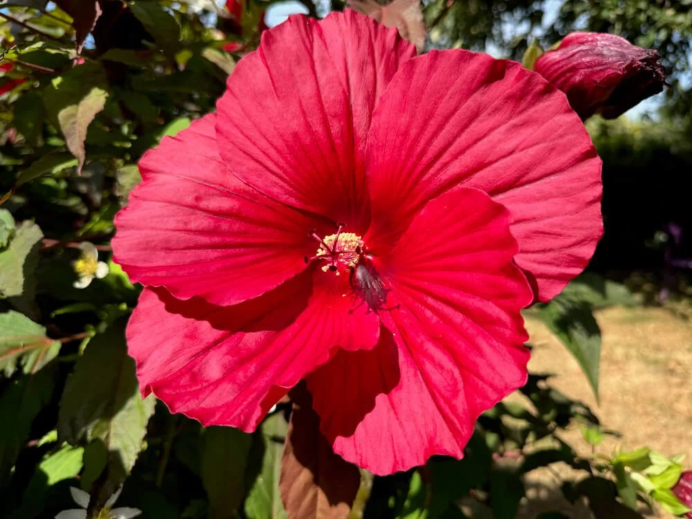 Hibiscus moscheutos 'Midnight Marvel'