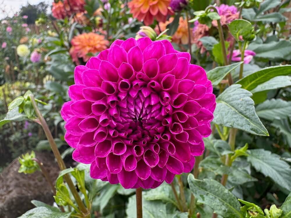 Dahlia 'Nijinsky'