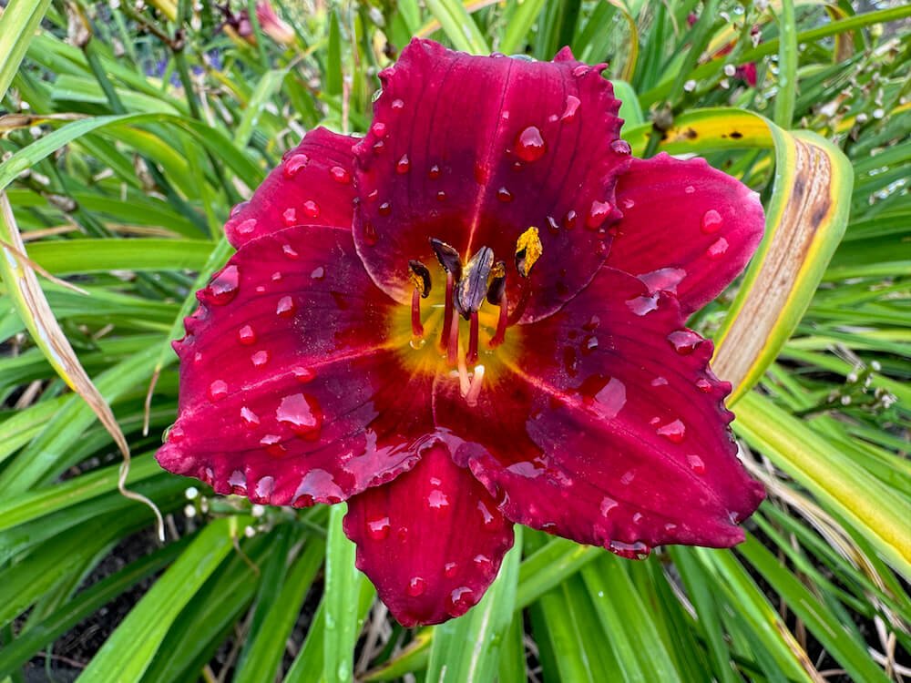Hemerocallis 'Siloam Show Girl'