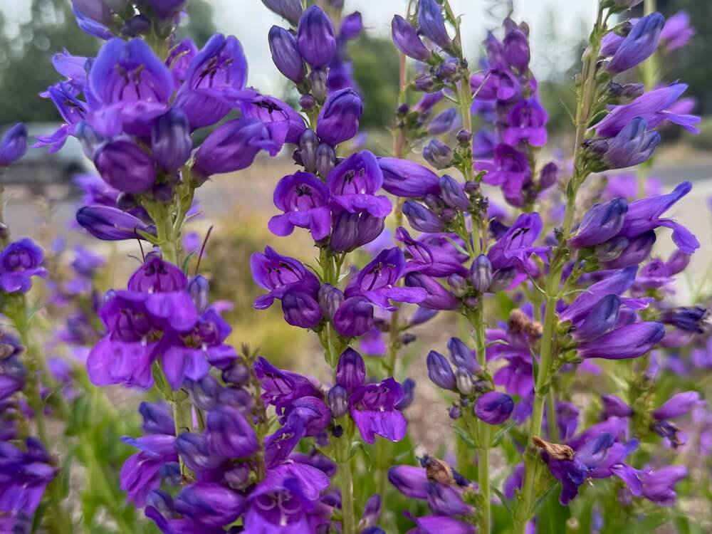 Penstemon strictus