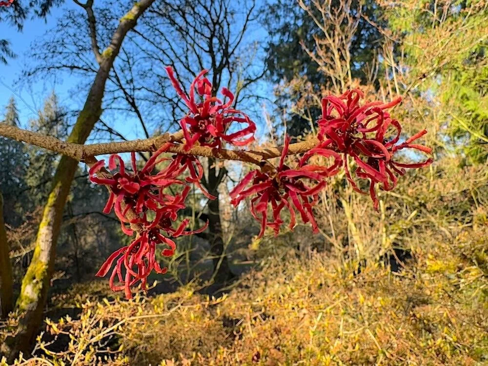 Hamamelis x intermedia 'Fire Charm'