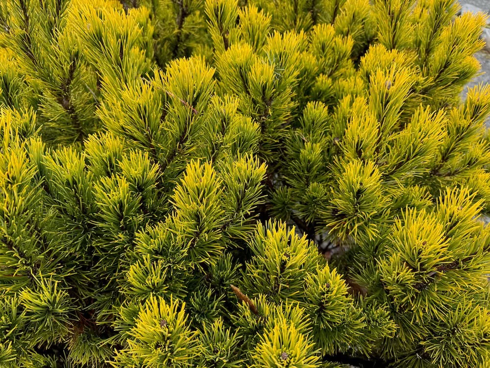 CARSTEN (Pinus)
