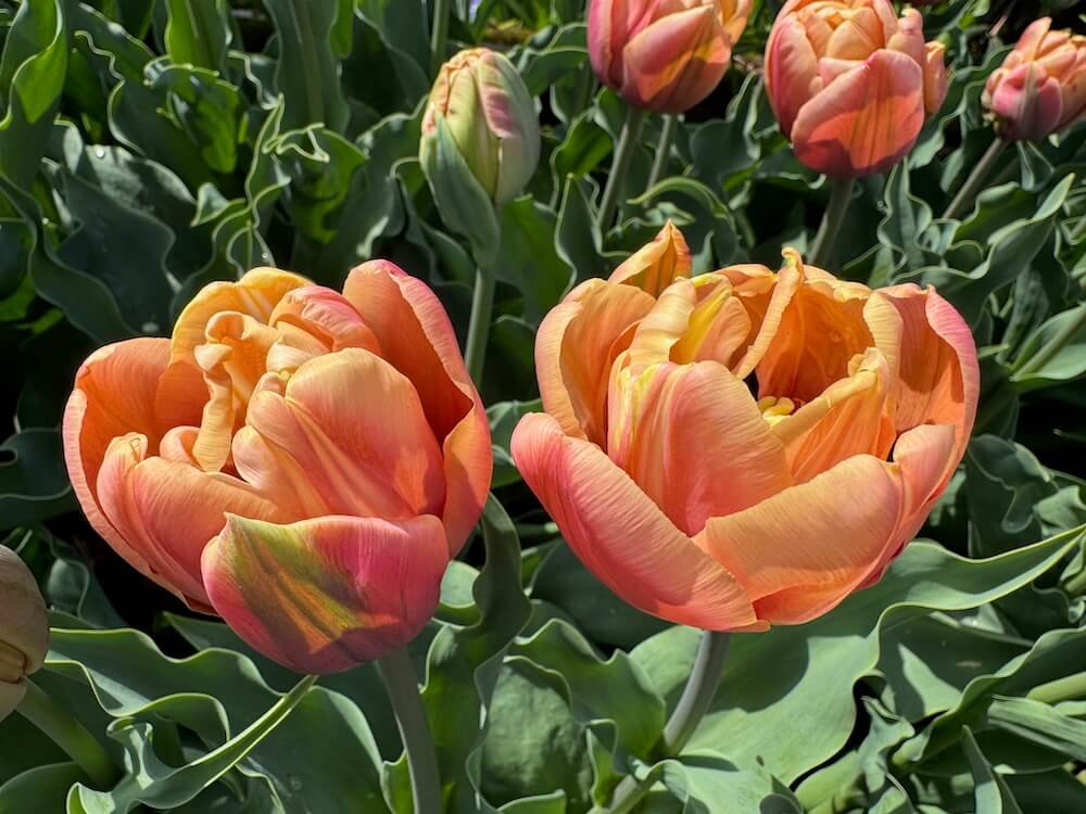 Tulipa 'La Belle Epoque'