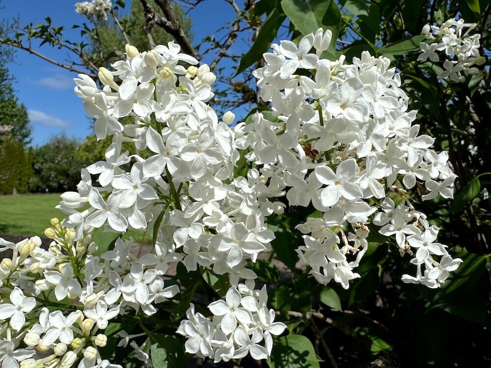 Syringa x hyacinthiflora 'Mount Baker'