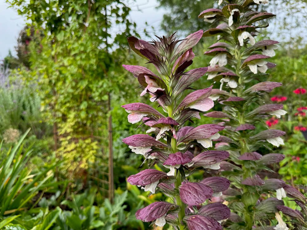 Acanthus spinosus