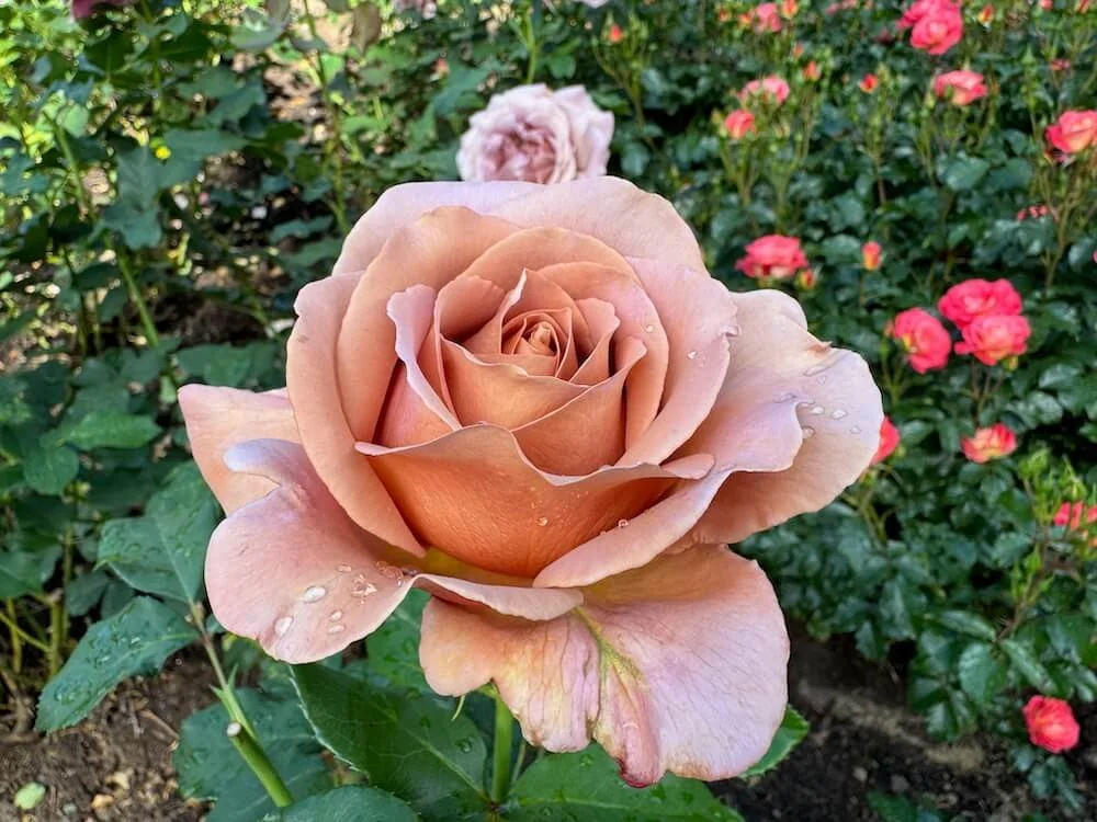 Rosa 'Koko Loko'