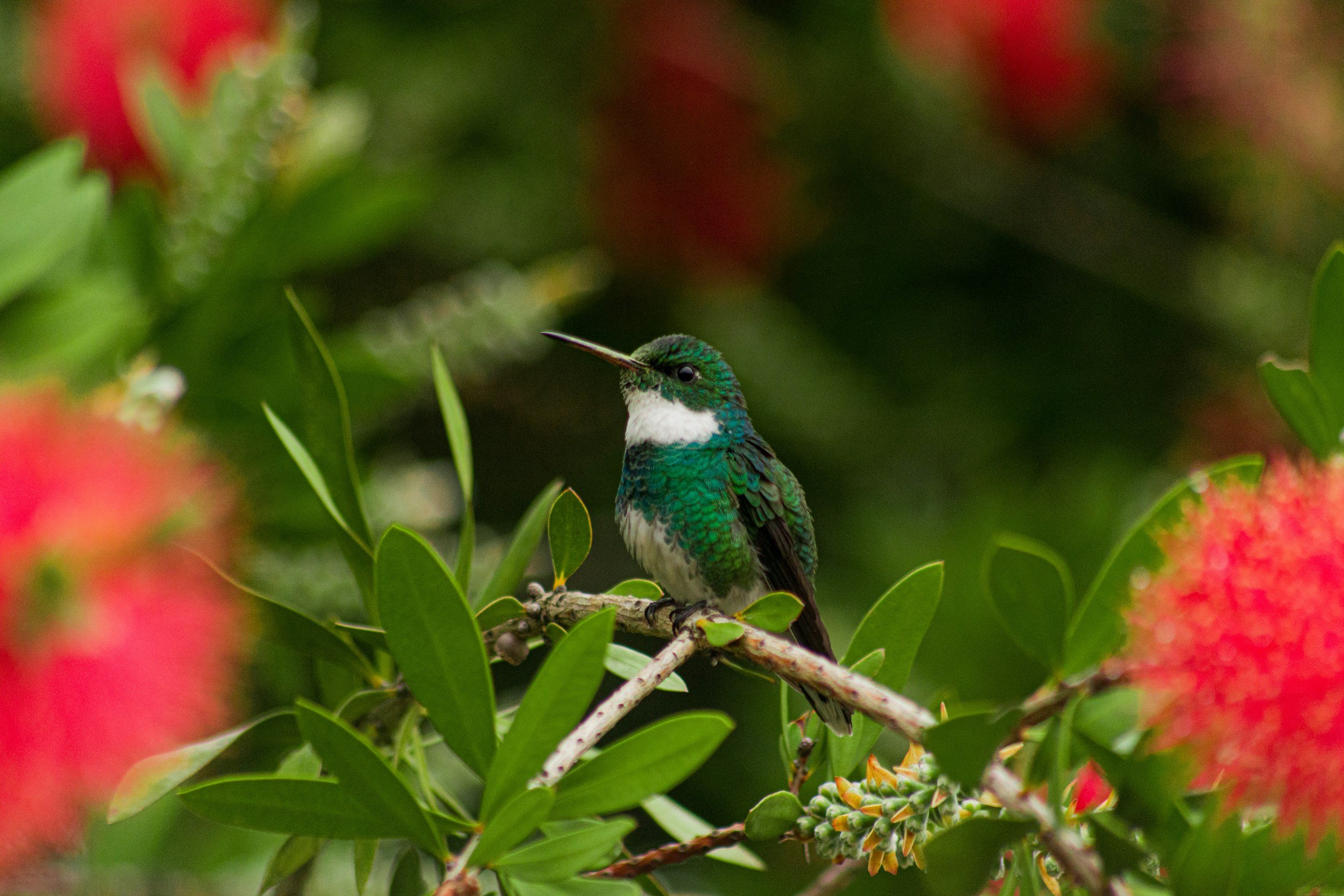 Best Shrubs to Attract Hummingbirds