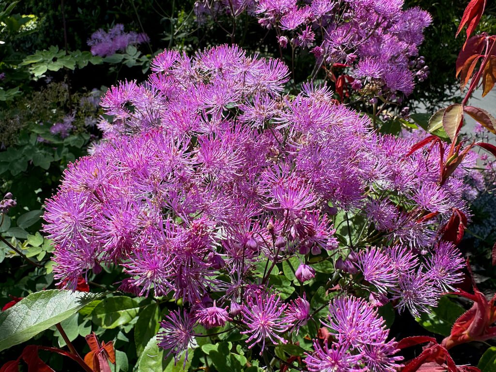 Thalictrum aquilegifolium 'Black Stockings'