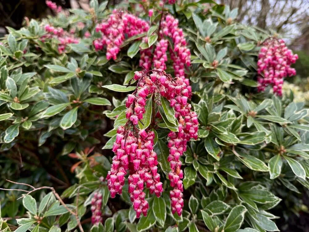Pieris japonica 'Ralto'