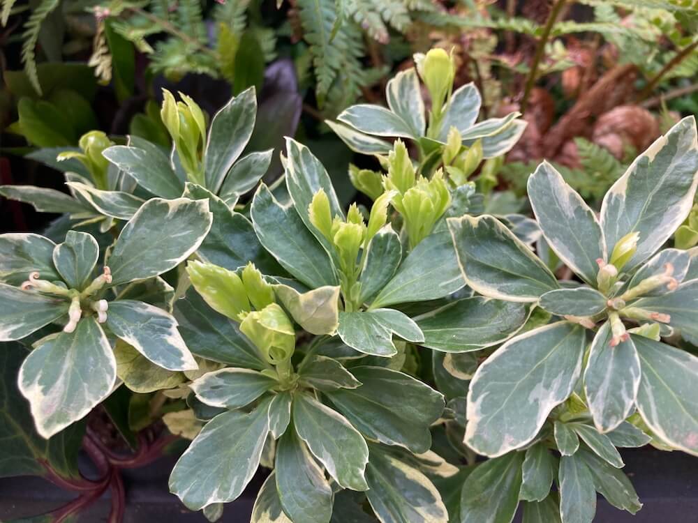 JAPANESE SPURGE (Pachysandra)