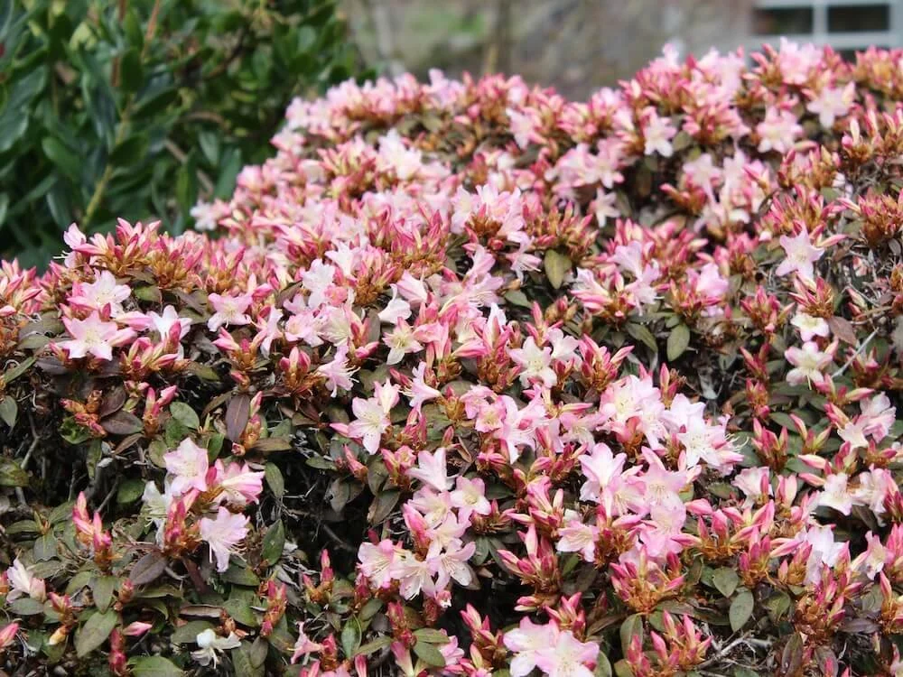Rhododendron 'Ginny Gee'