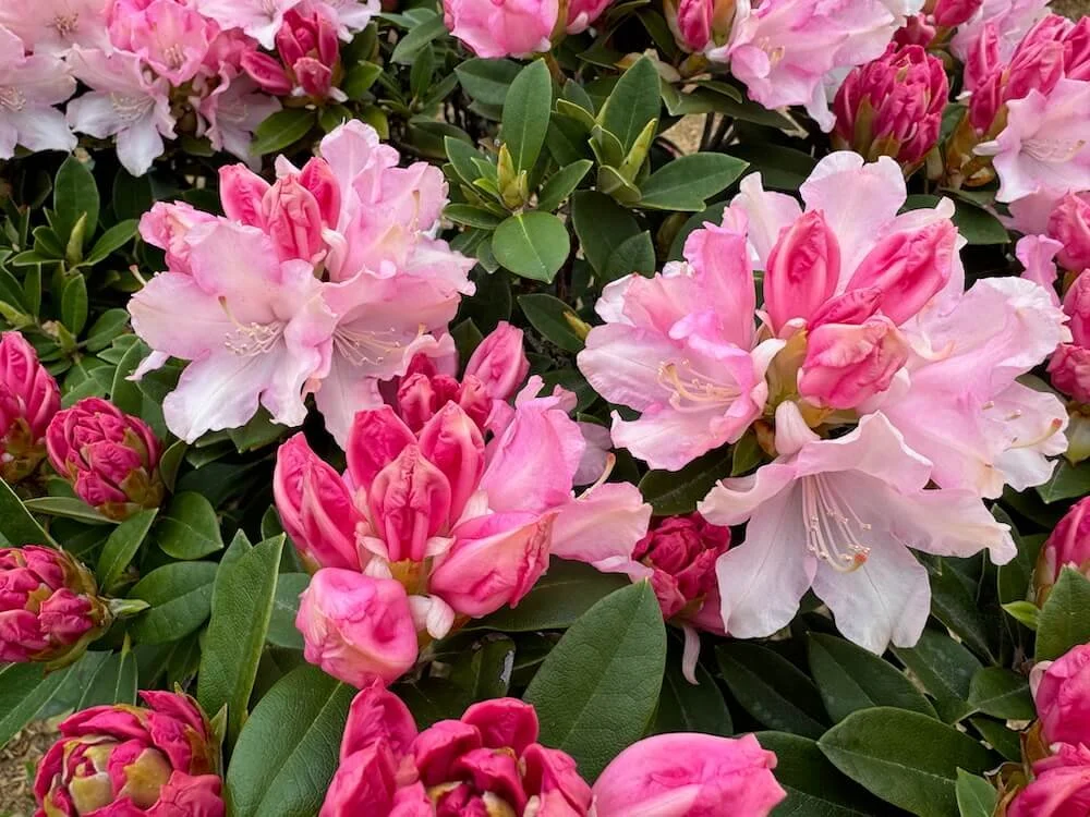 Rhododendron ‘Mardi Gras’