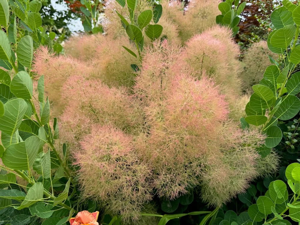 SMOKE BUSH (Cotinus)