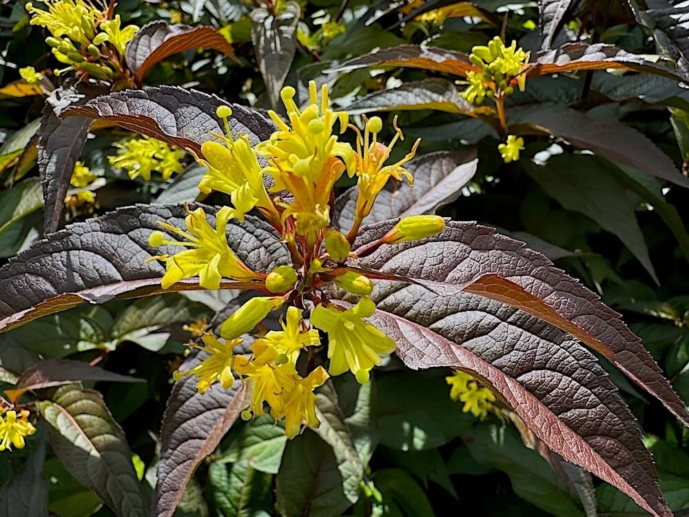 BUSH HONEYSUCKLE (Diervilla)