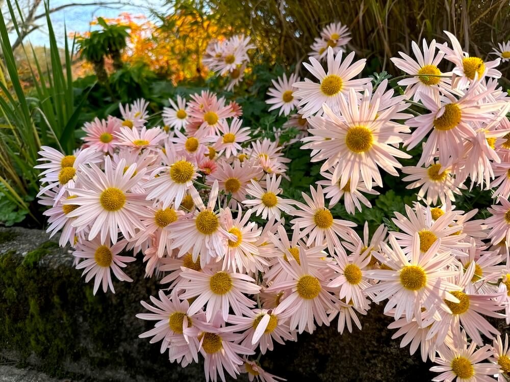 GARDEN MUM (Chrysanthemum)