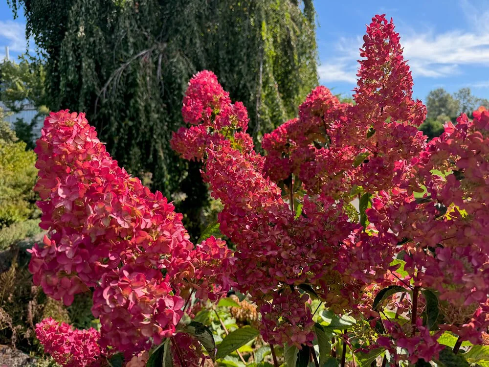 Hydrangea paniculata 'Renba'