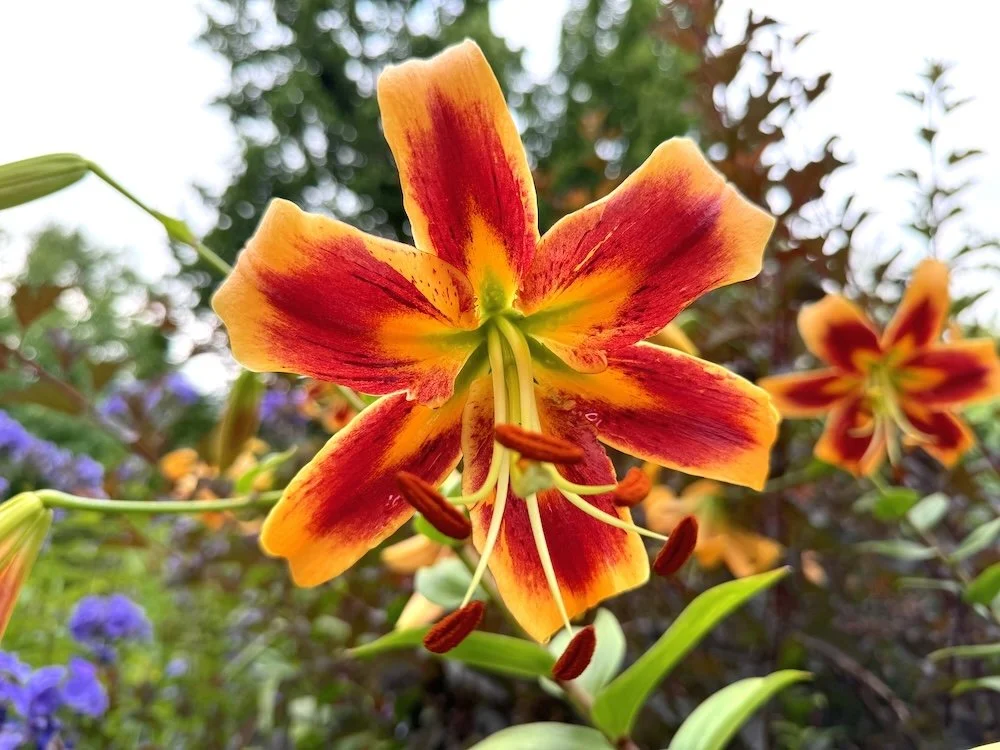 Lilium 'Alchemy'