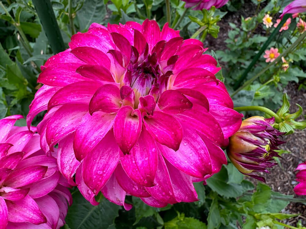 Dahlia 'Camano Cade W'
