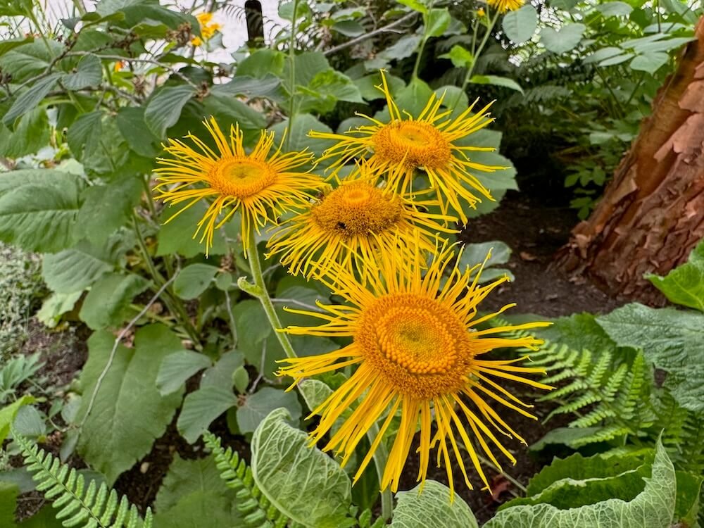 Telekia speciosa