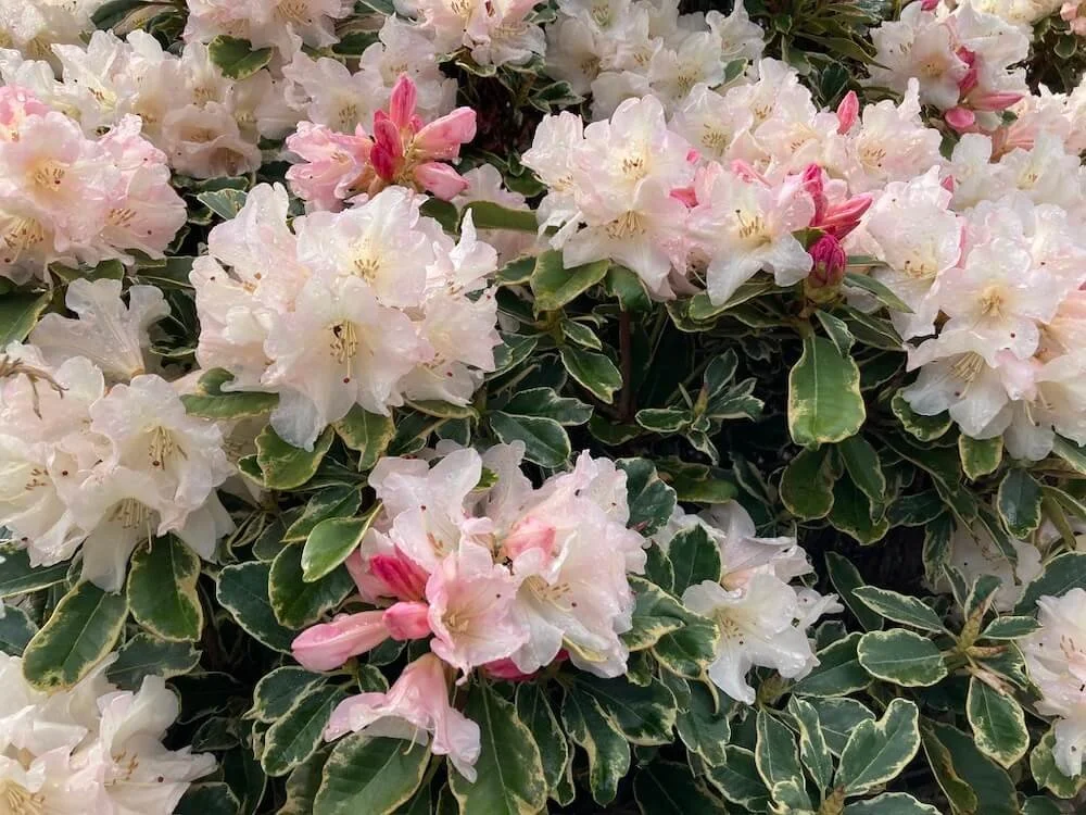 UNIQUE VARIEGATED RHODODENDRON (Rhododendron)
