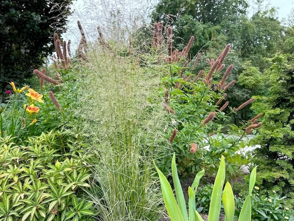 Deschampsia cespitosa 'Northern Lights'