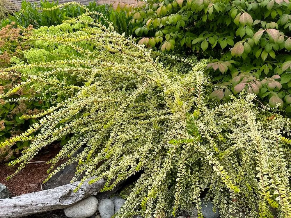 SHRUB HONEYSUCKLE (Lonicera)