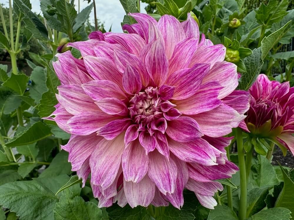 Dahlia 'Cafe au Lait Royal'