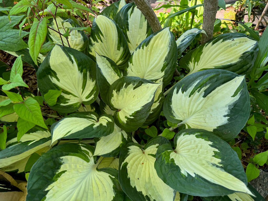 Hosta 'Morning Star'