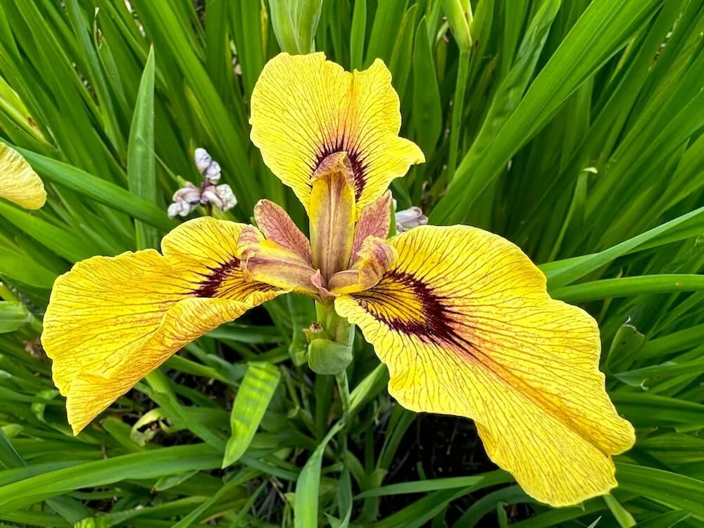 Iris pseudata 'Roryu'