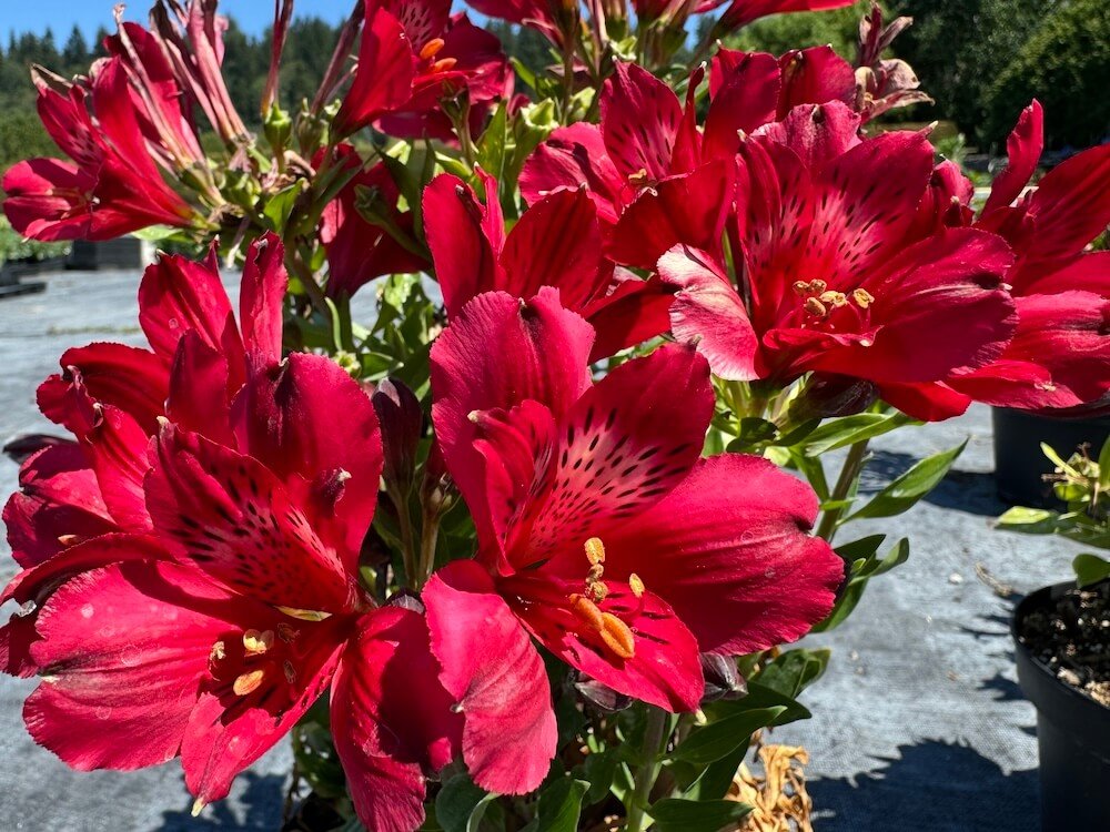 Alstroemeria 'Inca Bandit'