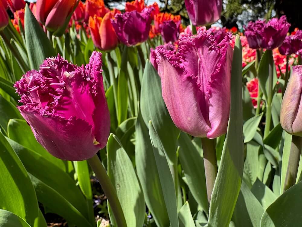 Tulipa 'San George'