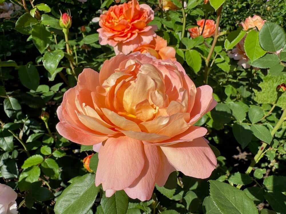 Rosa 'Carding Mill'