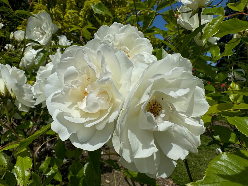 Rosa 'Iceberg'