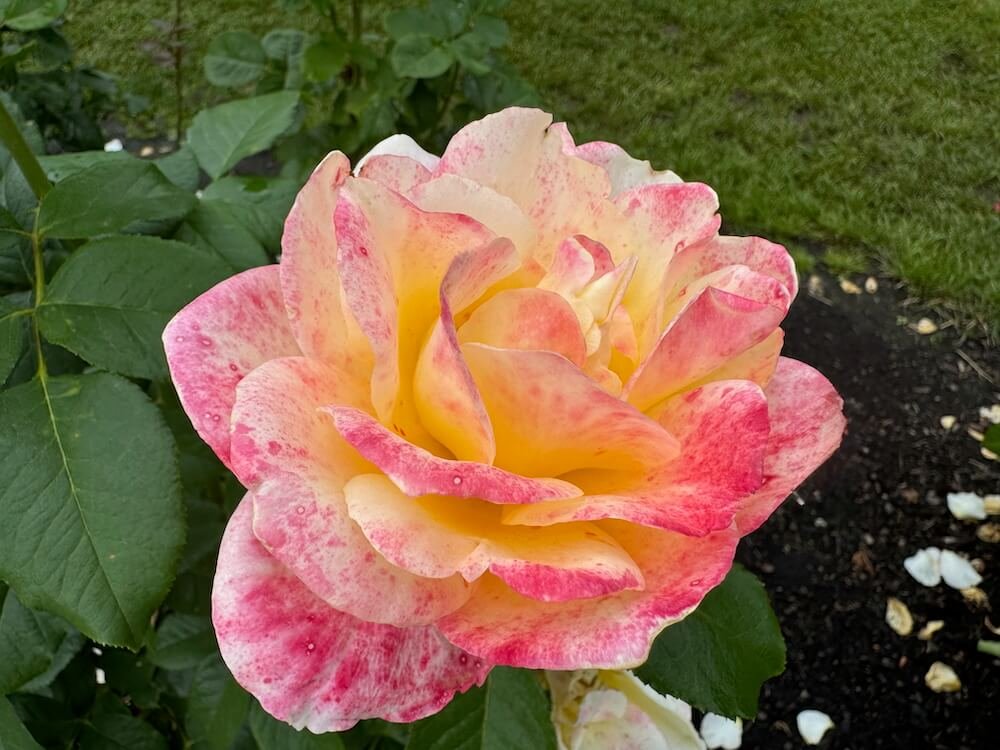 Rosa 'Make Me Blush'