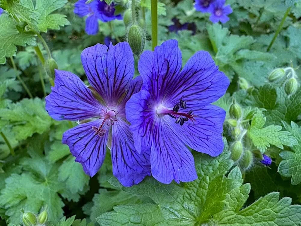 Geranium x magnificum 'Blue Blood'