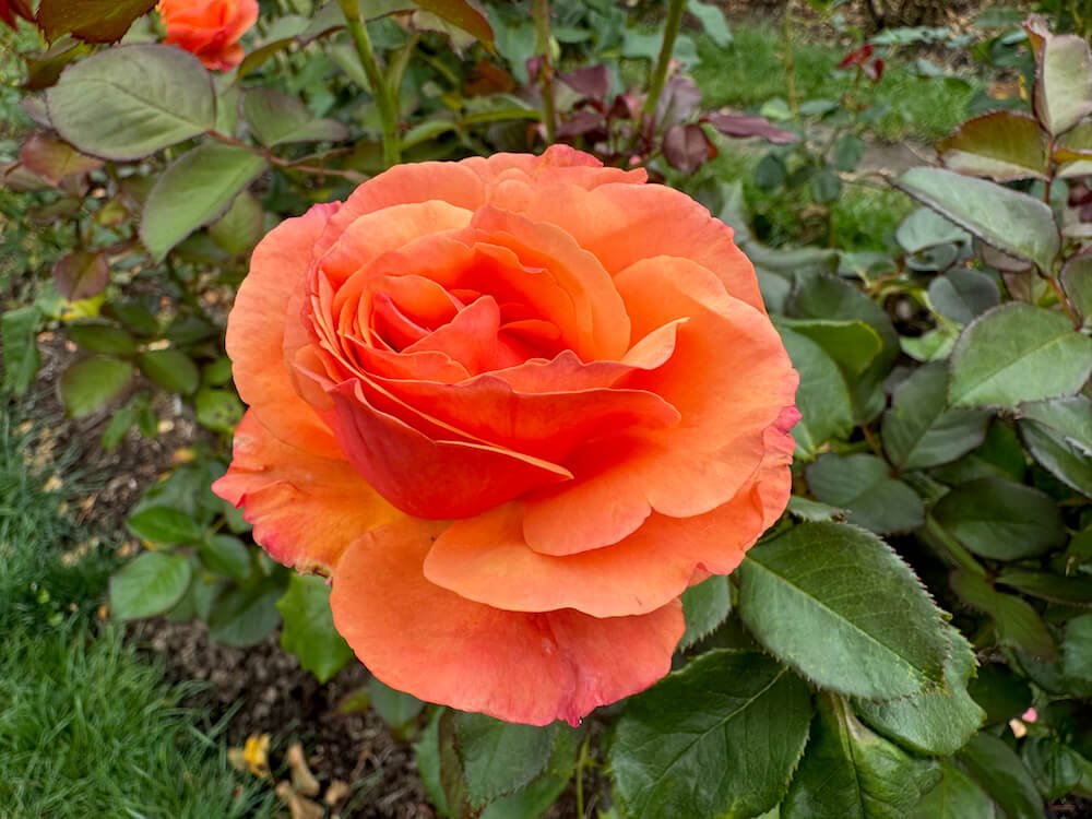 Rosa 'Anna's Promise'