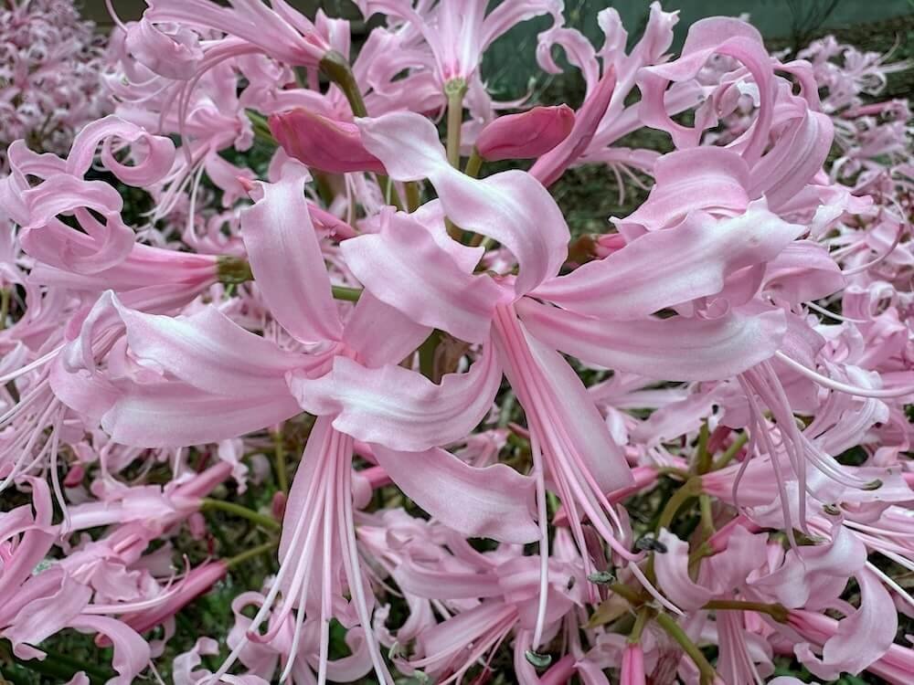 GUERNSEY LILY (Nerine)
